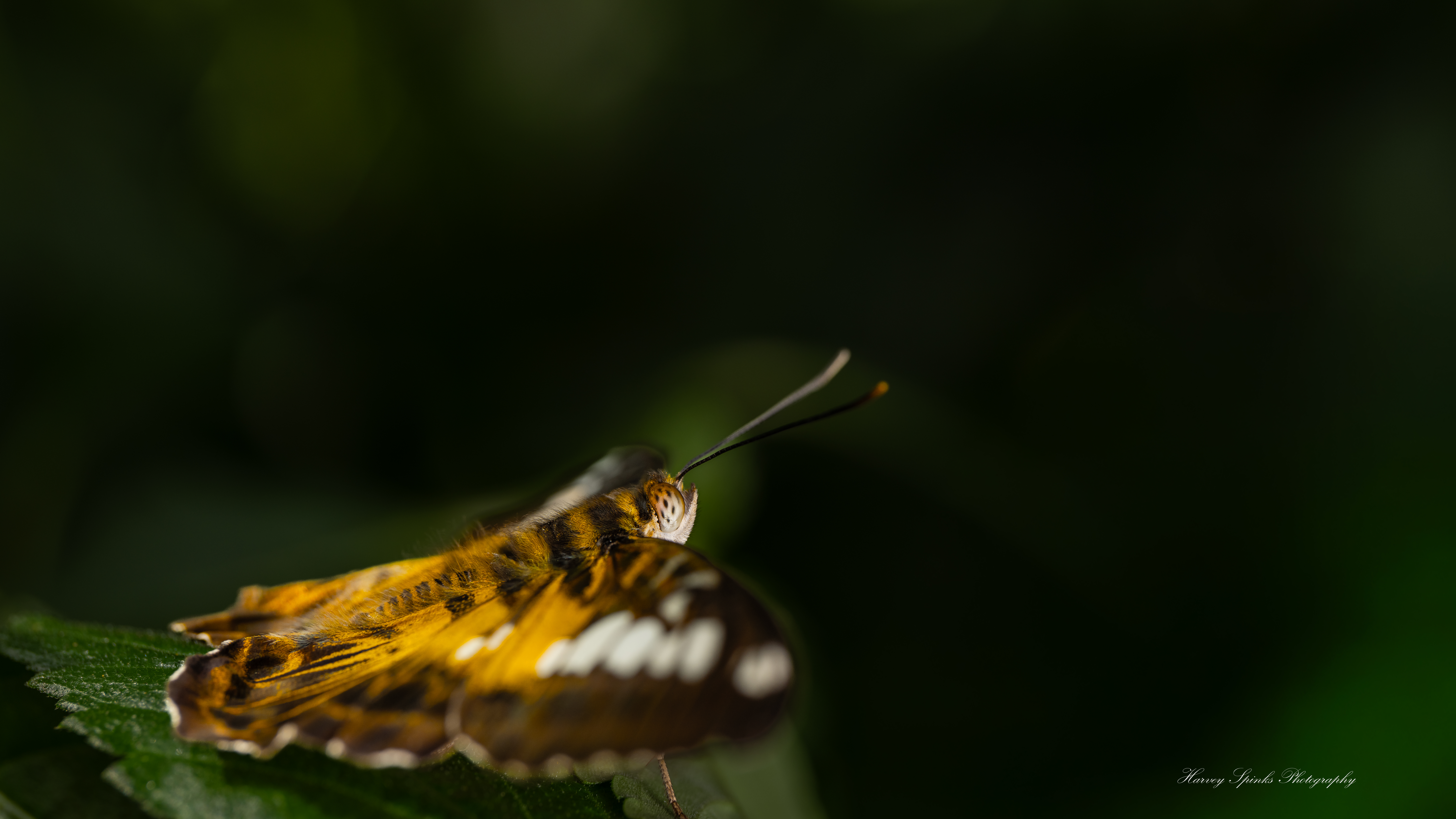 Banded-Orange