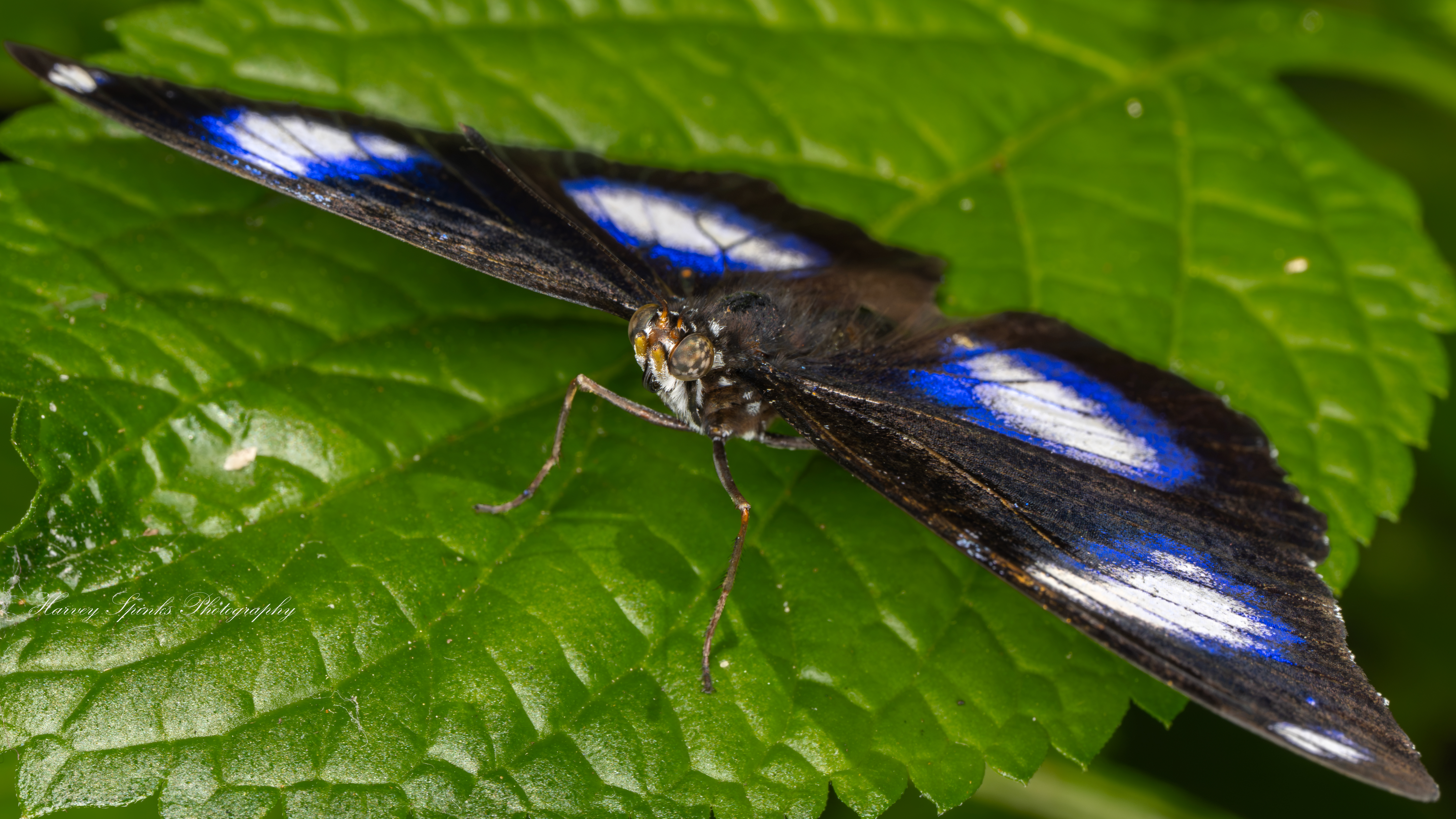 Blue-Clipper