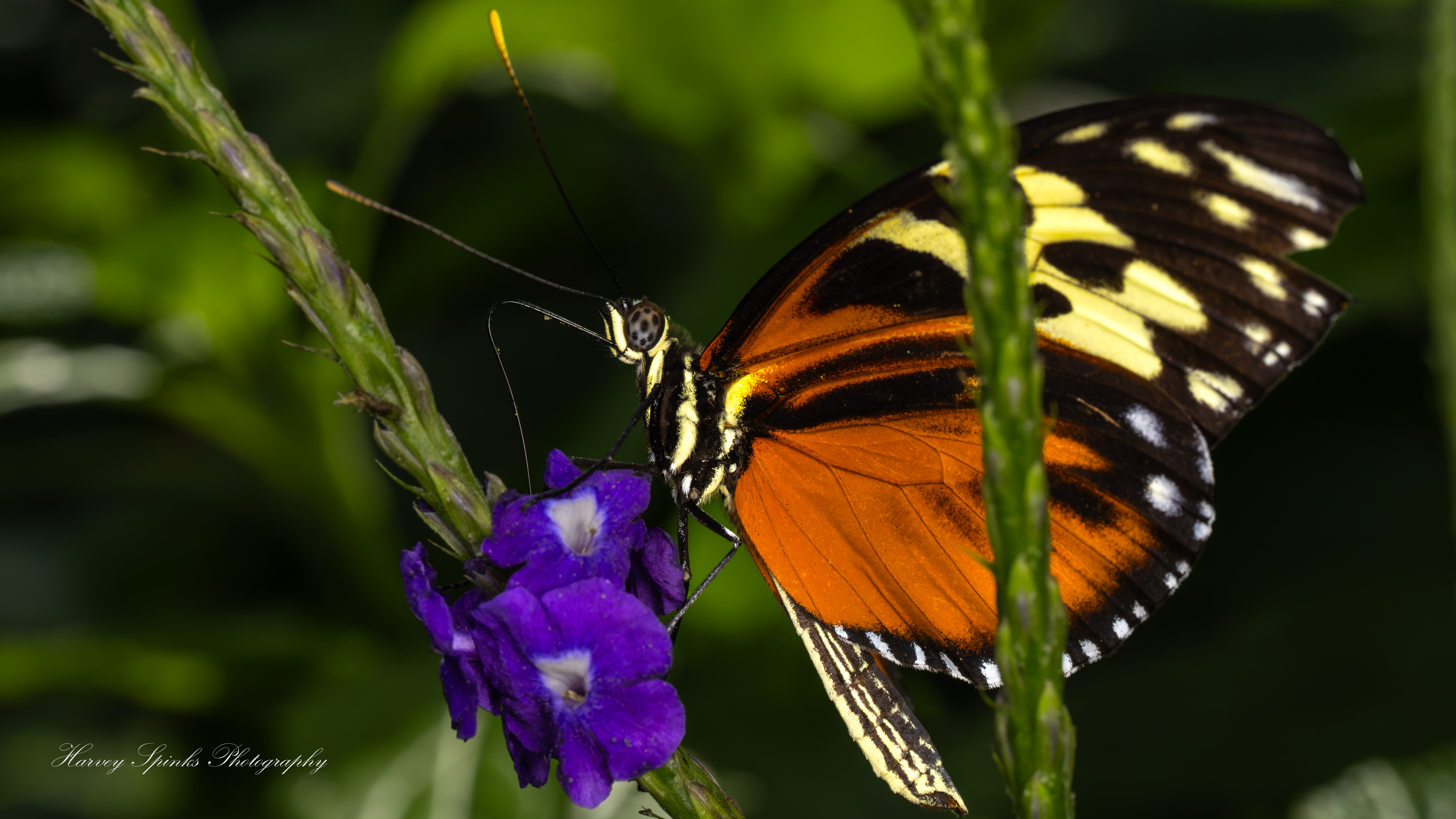 Hecale-Longwing-02