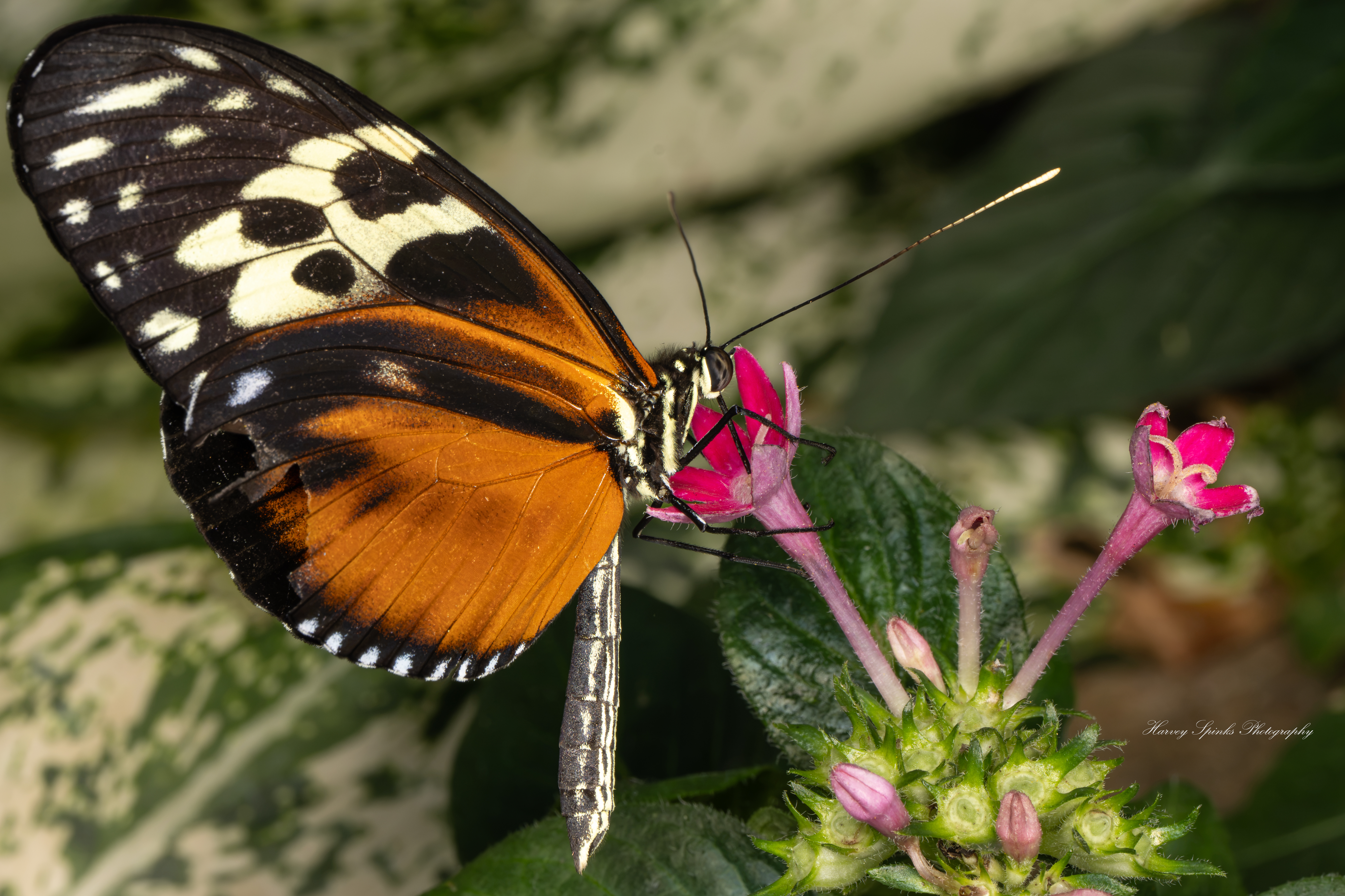 Hecale-Longwing-03