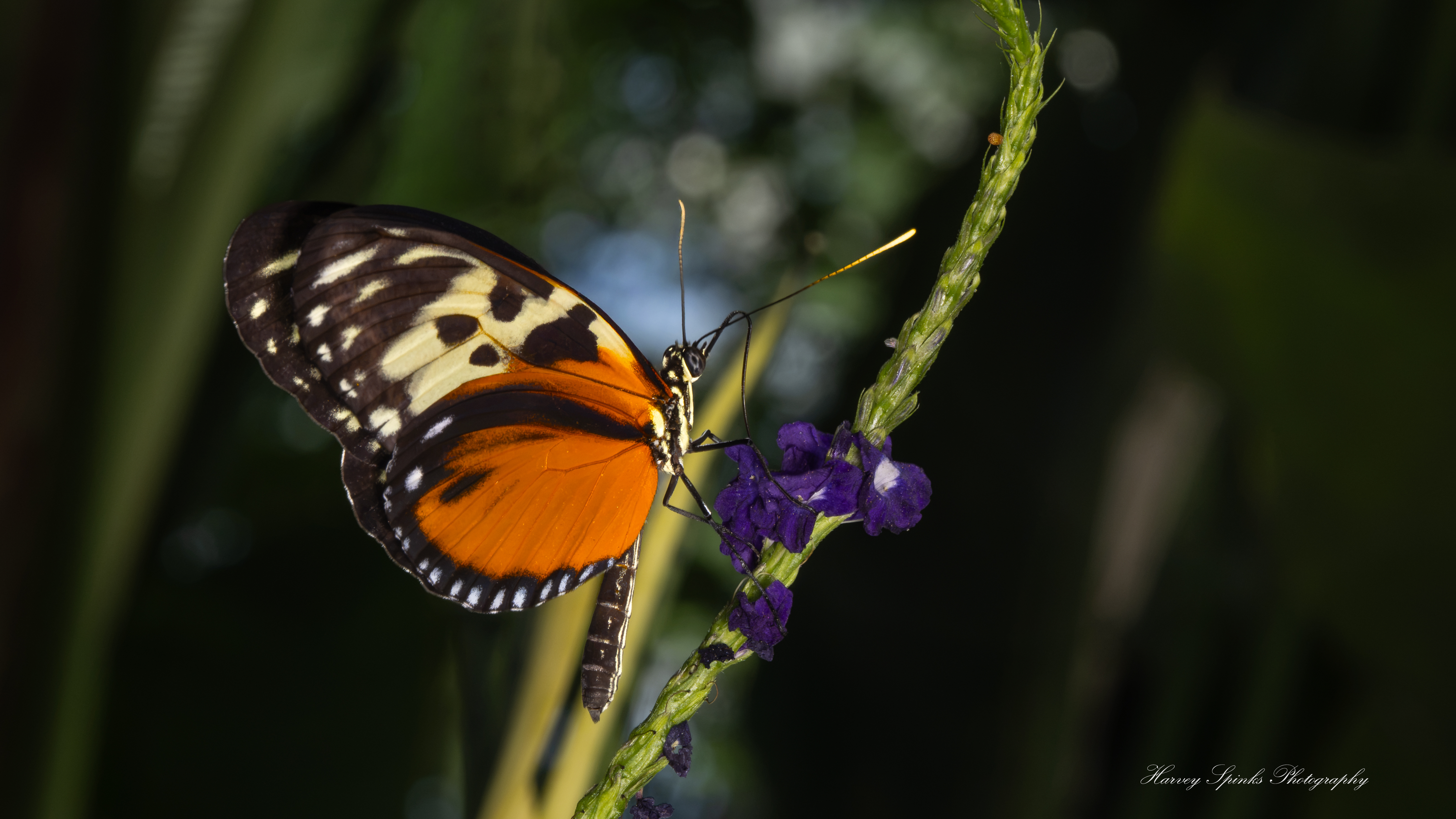 Hecale-Longwing-05