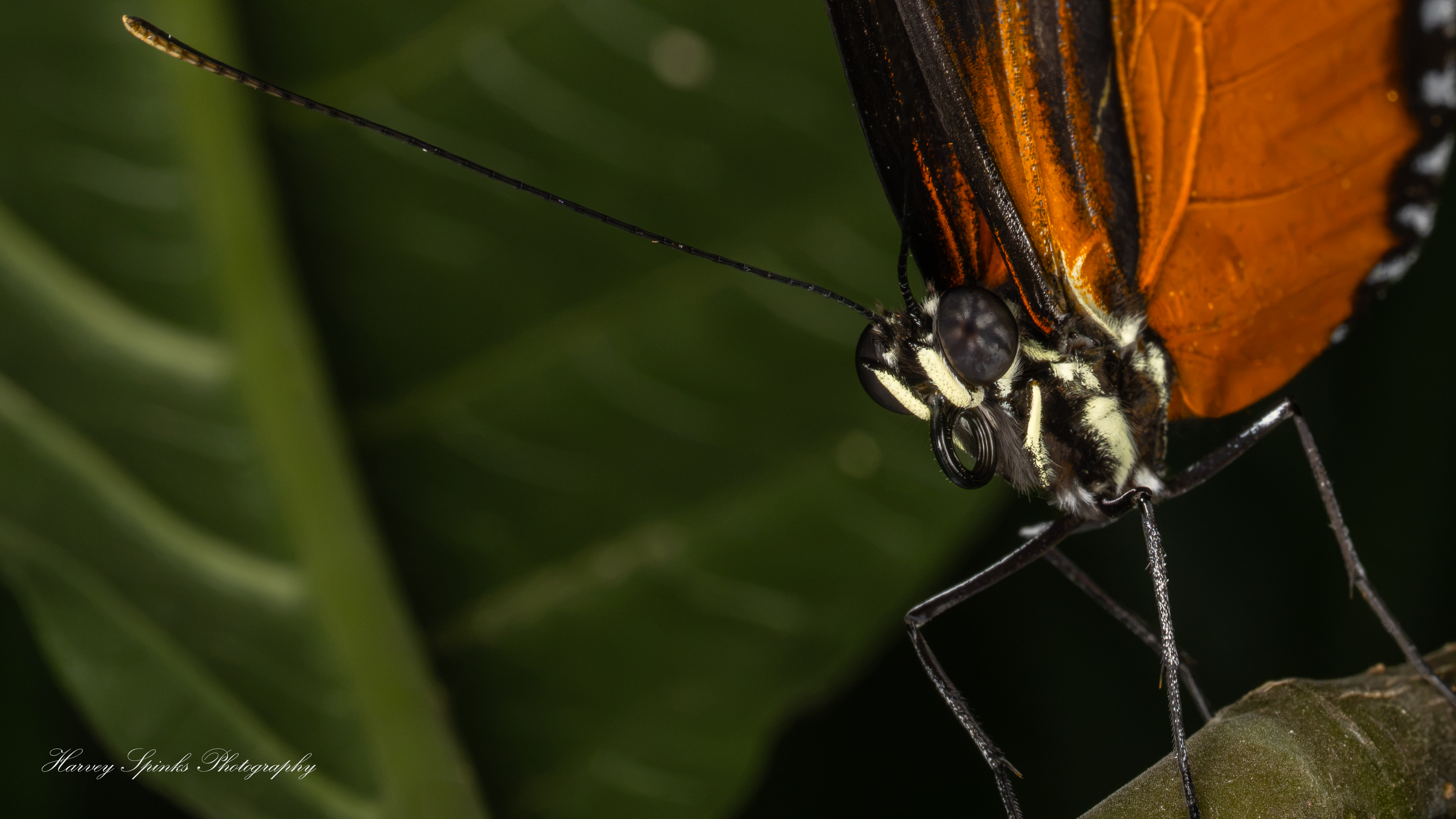 Hecale-Longwing-06