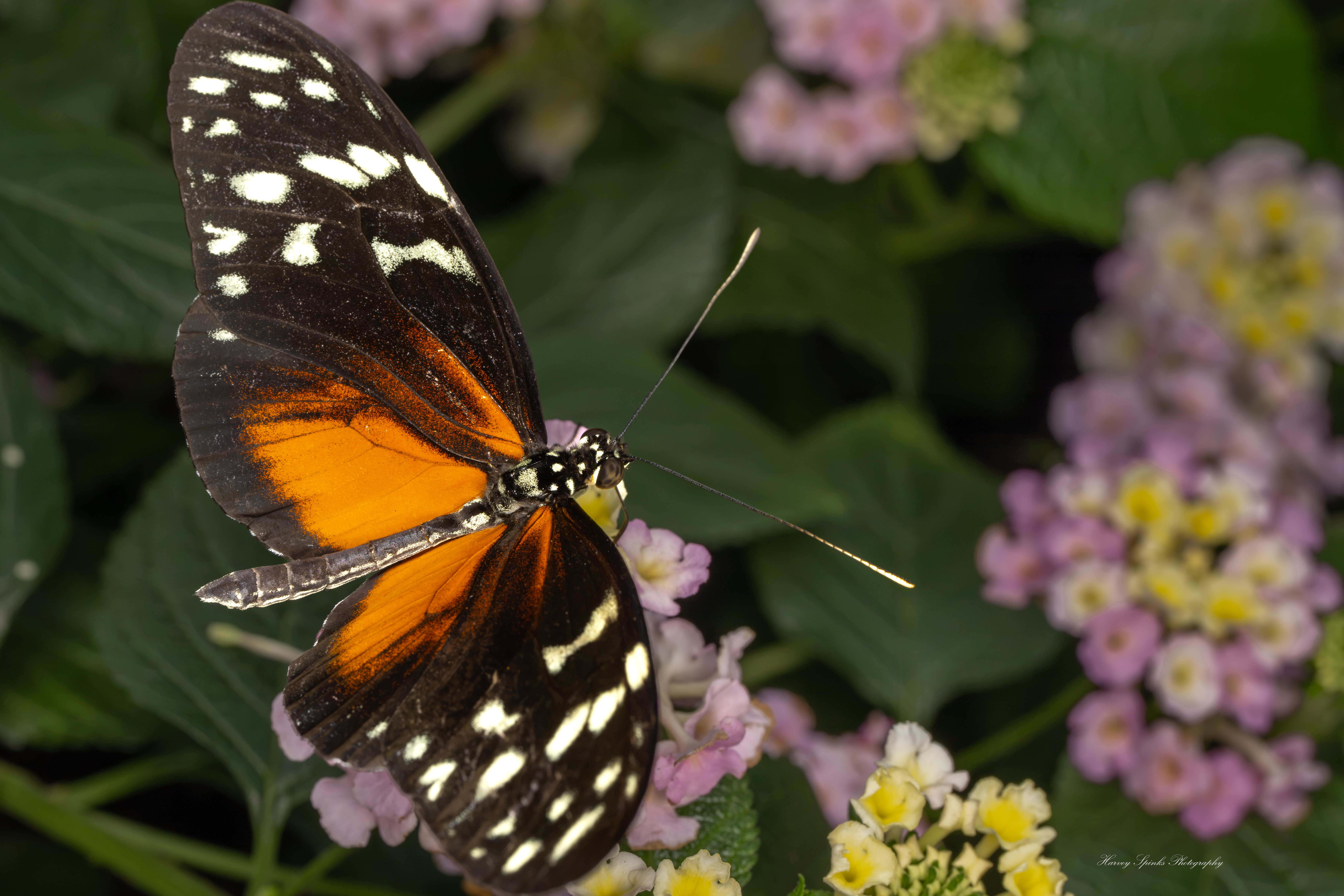 HecaleLongwing-01