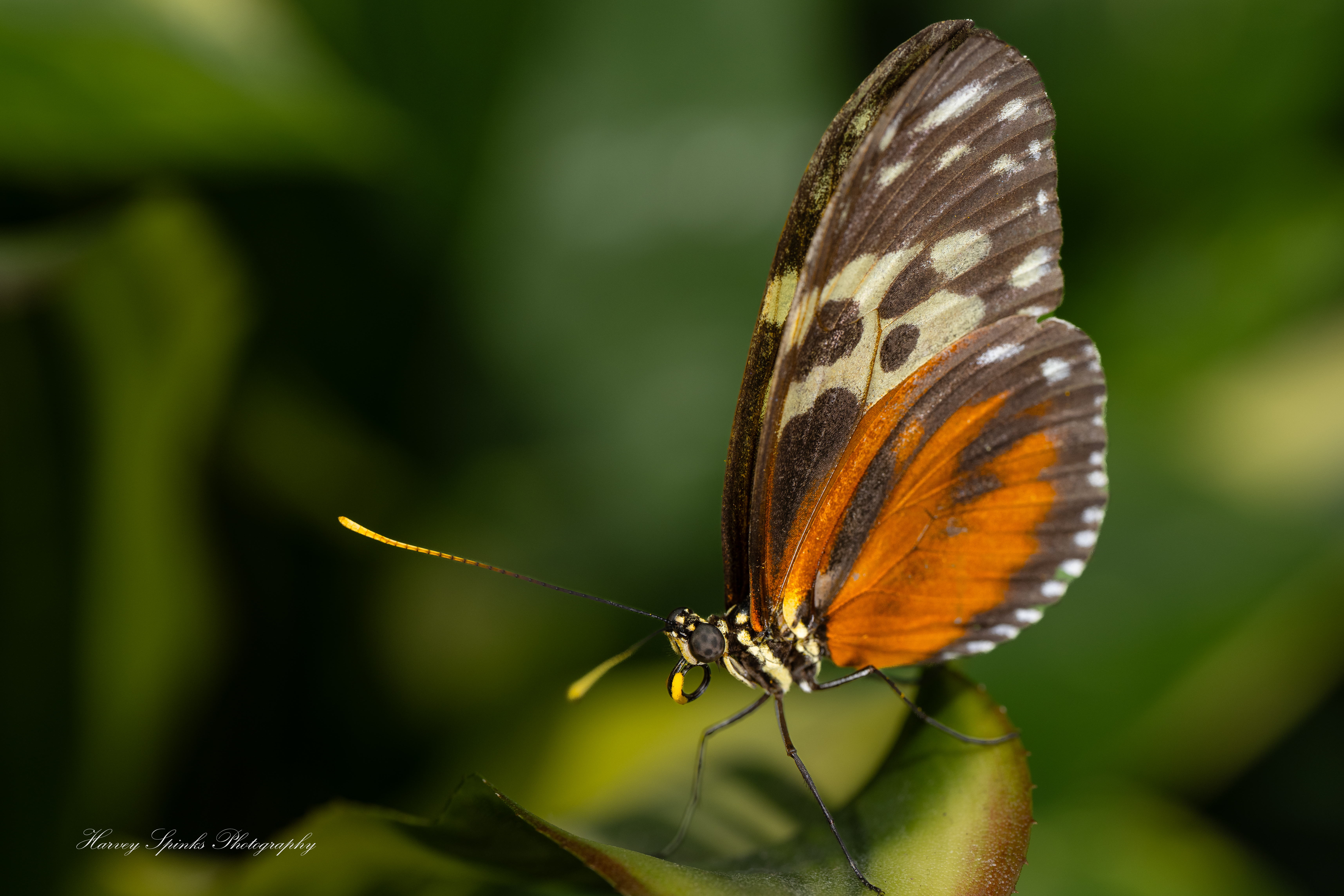 HecaleLongwing