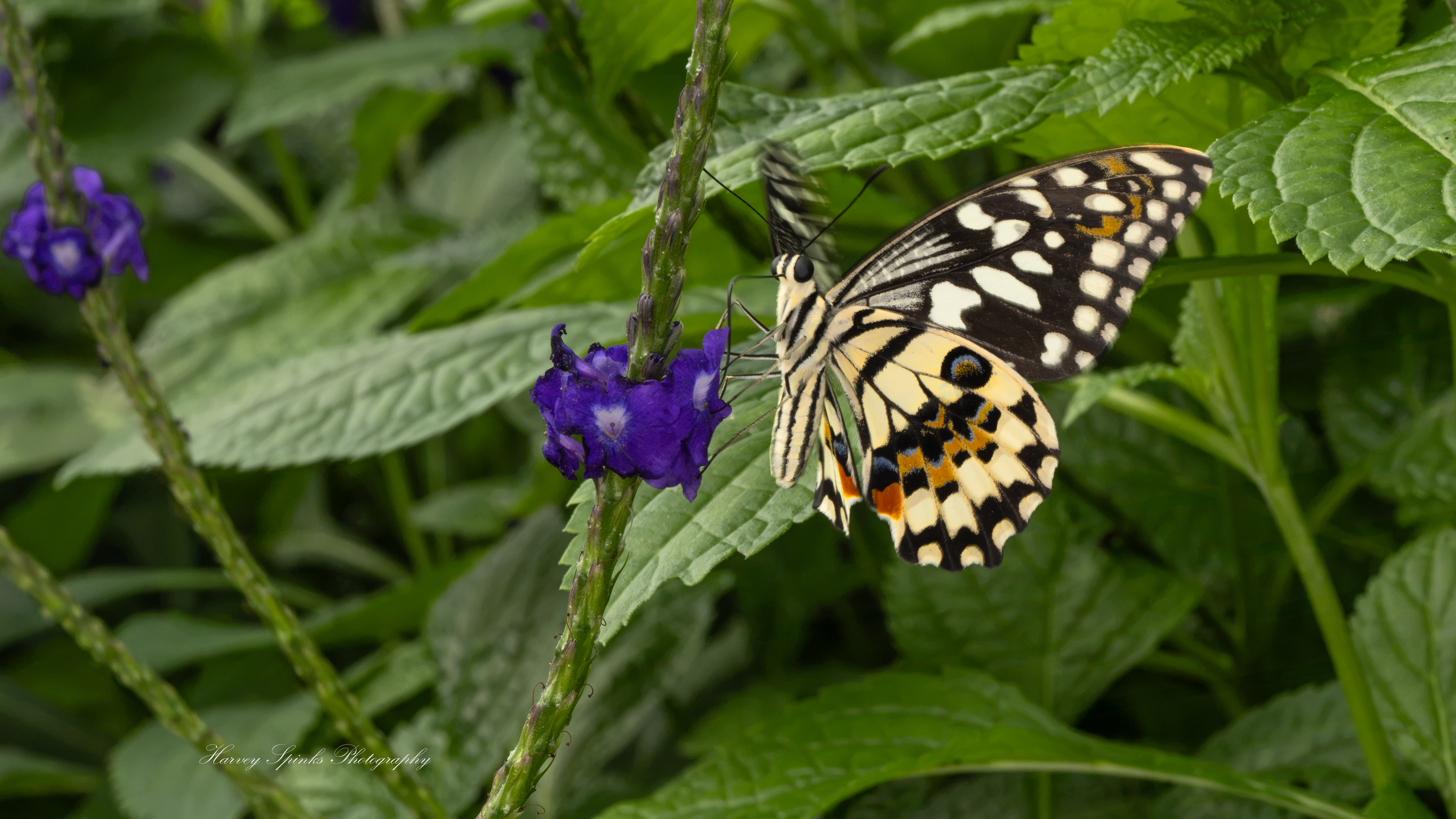 Lime-Swallowtail-01