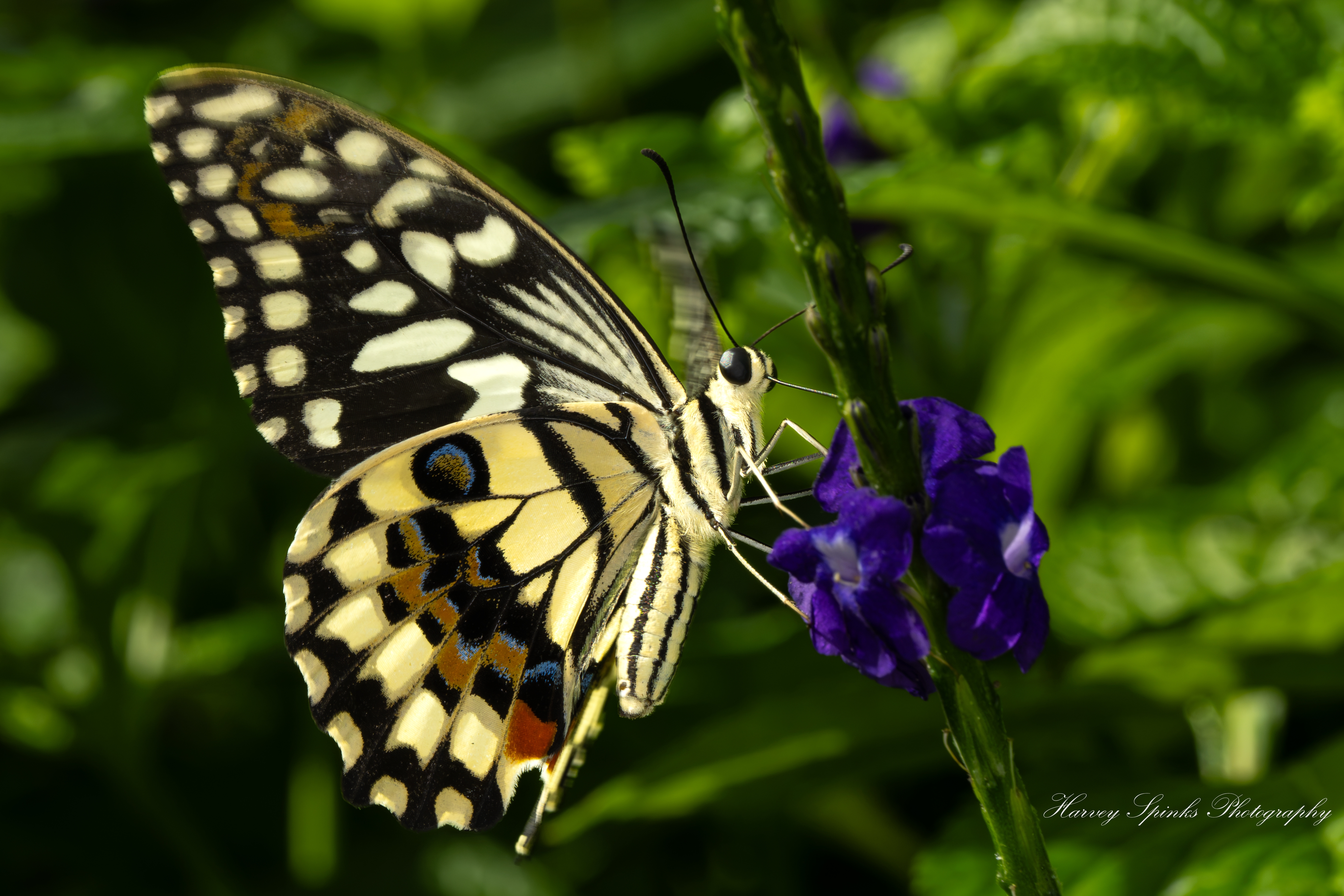 Lime-Swallowtail-02