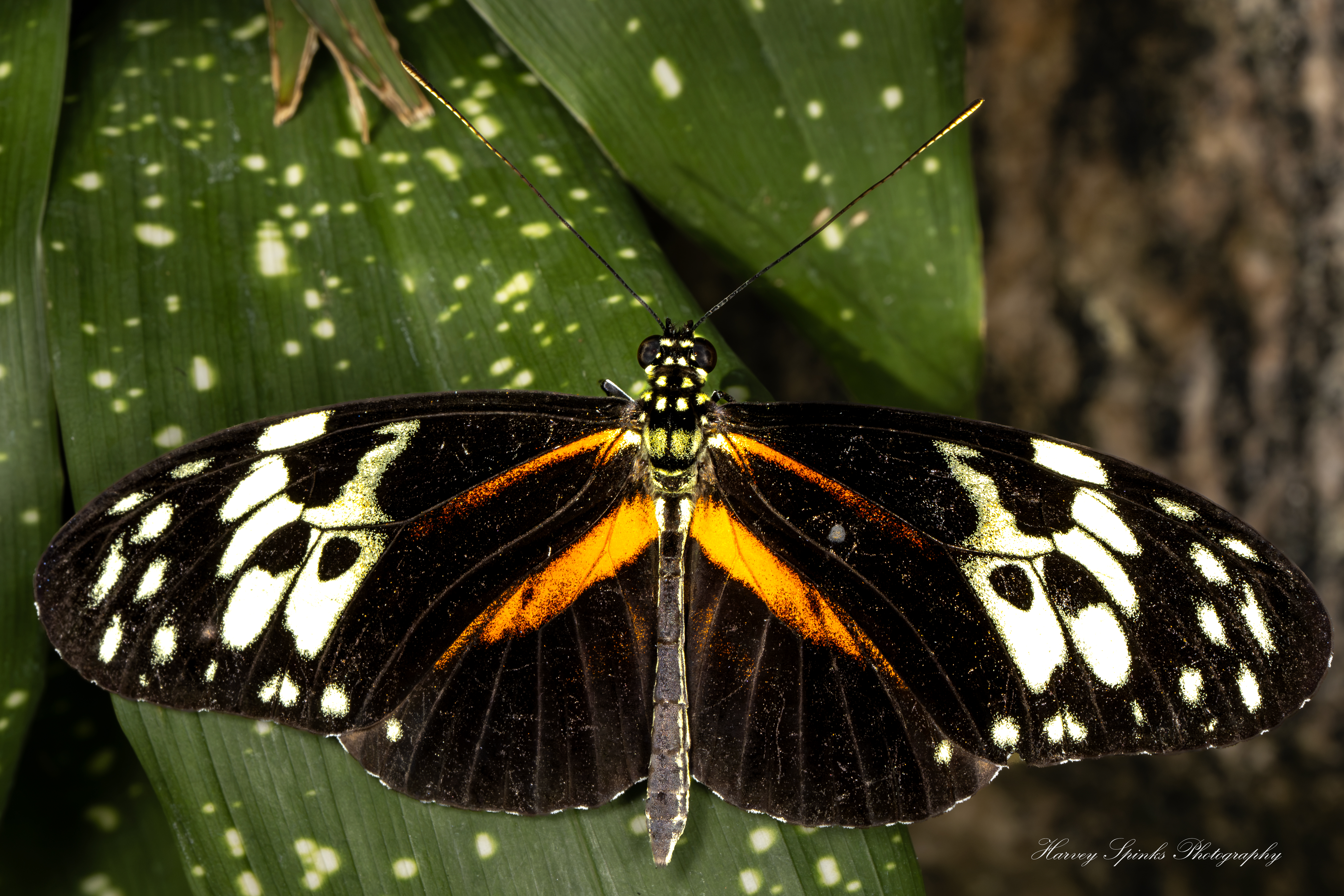 Tiger-Longwing