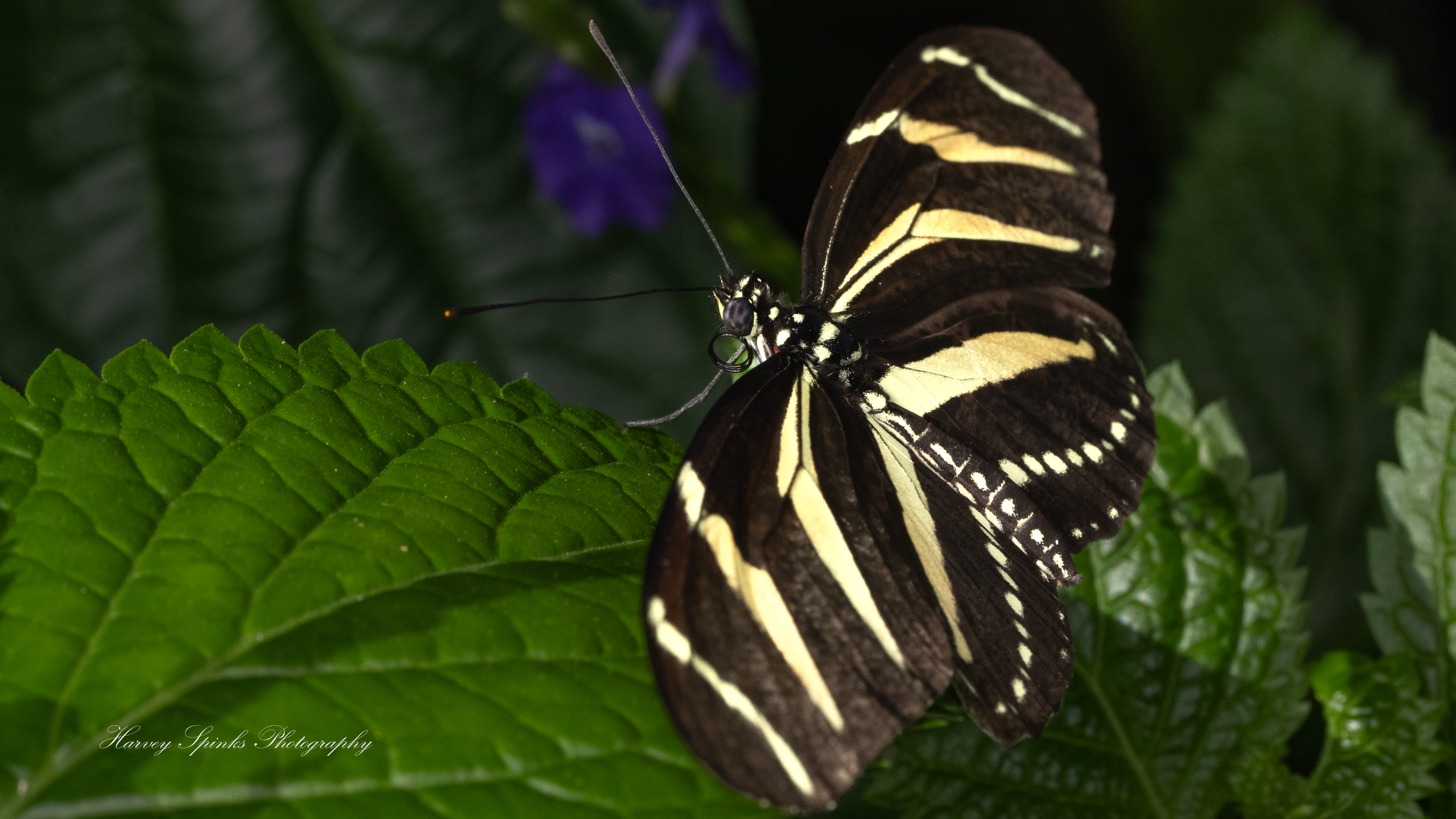 Zebra-Longwing